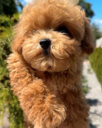 Splendido cucciolo di Barboncino Maschietto