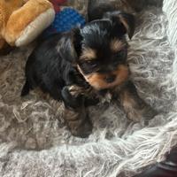 Cuccioli Yorkshire Terrier