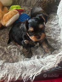Cuccioli Yorkshire Terrier