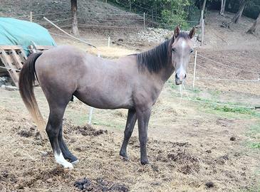 Cavallo