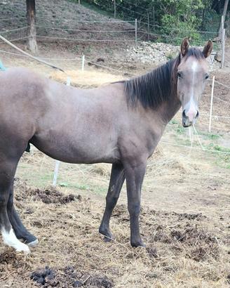 Cavallo