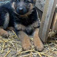 Cuccioli pastore tesoro