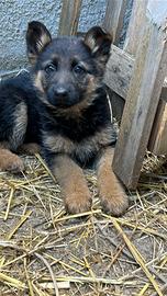 Cuccioli pastore tesoro