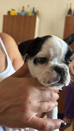 Bull dog francese