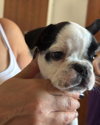 Bull dog francese