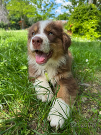 Cuccioli di pastore australiano con pedigree