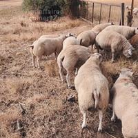Pecore beliers beltex francesi