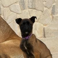 Ultimi cuccioli di Malinois con pedigree ENCI