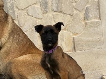 Ultimi cuccioli di Malinois con pedigree ENCI