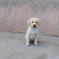 Cucciolo Labrador
