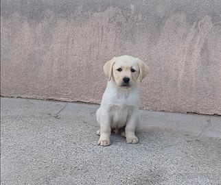 Cucciolo Labrador