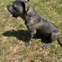 Cane corso