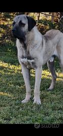 Kangal malaki