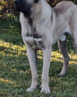 Kangal malaki