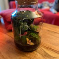 terrarium piante