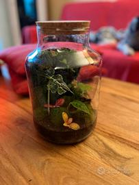 terrarium piante