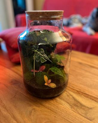 terrarium piante