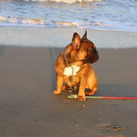 Bulldog francese pedigree Enci per affido