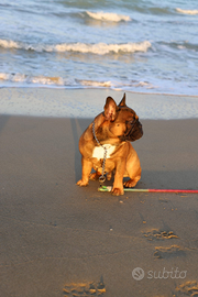 Bulldog francese pedigree Enci per affido