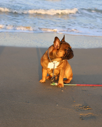 Bulldog francese pedigree Enci per affido