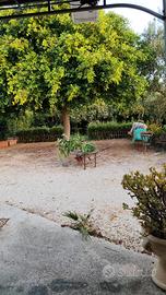 terreno uso agricolo con casetta 