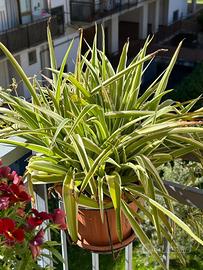 PIANTE 0RNAMENTALI VARIO GENERE