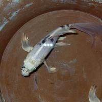 Pesci shobunki e carpa Butterfly