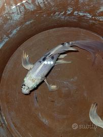 Pesci shobunki e carpa Butterfly