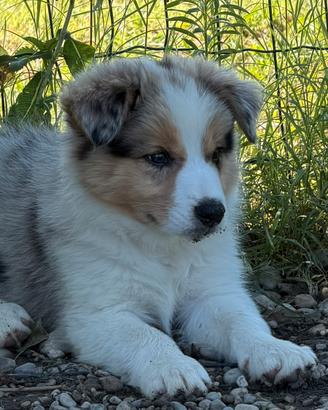 Ronald cucciolo di border collie