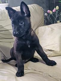 Cuccioli di pastore belga malinois carbone