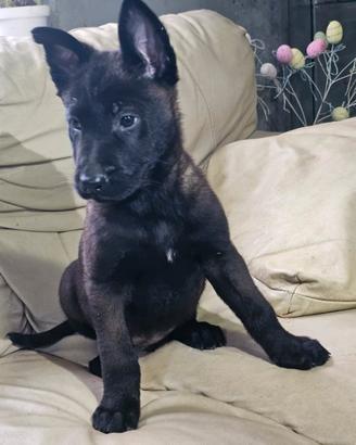Cuccioli di pastore belga malinois carbone