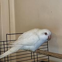 Parrocchetto Monaco allevato a mano