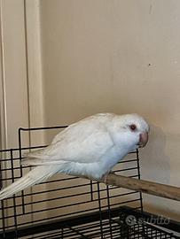 Parrocchetto Monaco allevato a mano