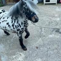 Pony