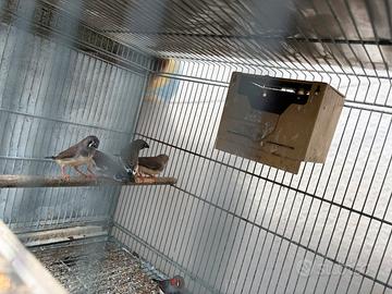 Coppia Diamanti Mandarini