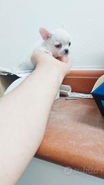 Chihuahua bianco