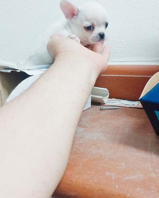 Chihuahua bianco