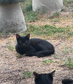 Adozione 4 gattini