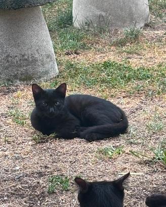 Adozione 4 gattini