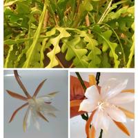 Epiphyllum anguliger 