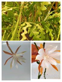 Epiphyllum anguliger 