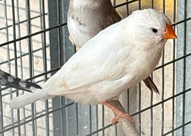 Diamanti mandarini femmine