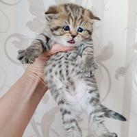 Scottish straight marmo