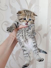 Scottish straight marmo