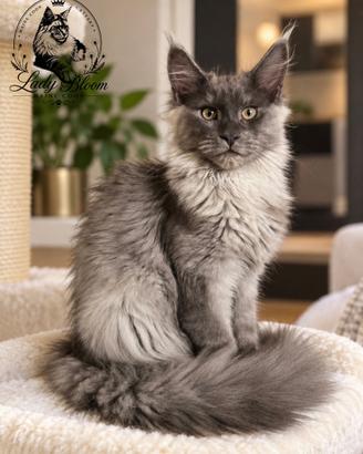 Cucciolo di razza Maine Coon con pedigree AFeF