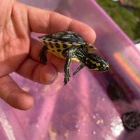 Tartarughe d'acqua di 1 anno