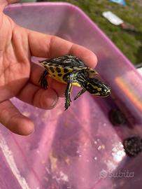 Tartarughe d'acqua di 1 anno