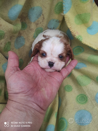 Cavalier king Bianca arancio maschio