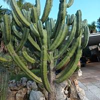 Euphorbia eritrea- cactus 