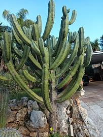 Euphorbia eritrea- cactus 